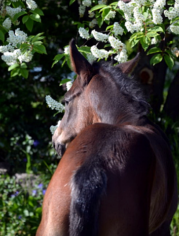 Hengstfohlen von Honor du Soir u.d. Pr. u. StPrSt. Grace Note v. Alter Fritz , Foto: Langels