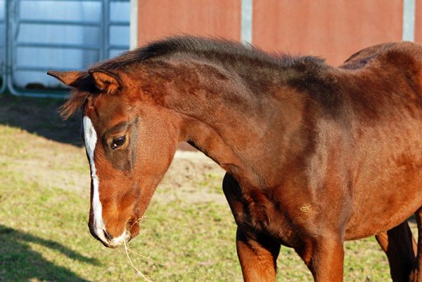 Trakehner Stutfohlen v. Symont u.d. Kayenne Klassic v. Exclusiv, Zchter: Sylvia Laidlaw