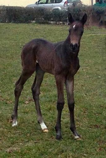 Stutfohlen von Insterburg u.d. Prmienstute Gardema von Shavalou - Kostolany - Foto: SabineLangels - Gestt Schplitz