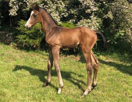 Hengstfohlen von High Motion u.d. Pr.u.StPrSt. Schwalbenmagie v. Exclusiv - Foto Sabine Langels - Gestt Schplitz