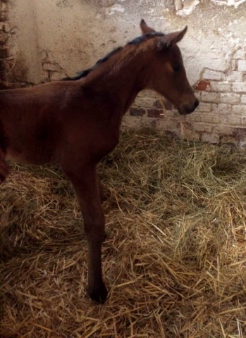 Stutfohlen von High Motion u.d. Pr.u.Elitestute Gracia Patrizia v. Alter Fritz, Foto: Sabine Langels