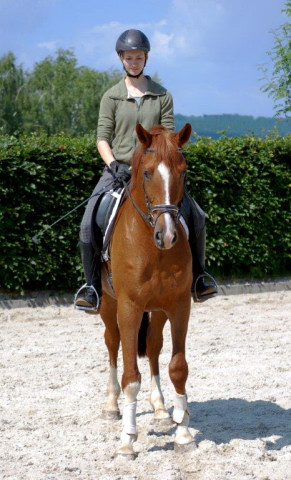 Trakehner von Freudenfest - Tycoon