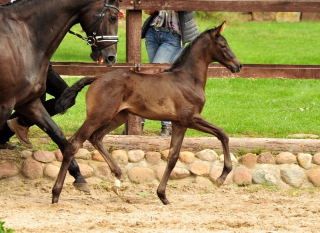 Stutfohlen von High Kwahu u.d. Pr.u.StPrSt. Schwalbenmagie v. Exclusiv - Foto Beate Langels - Gestt Schplitz