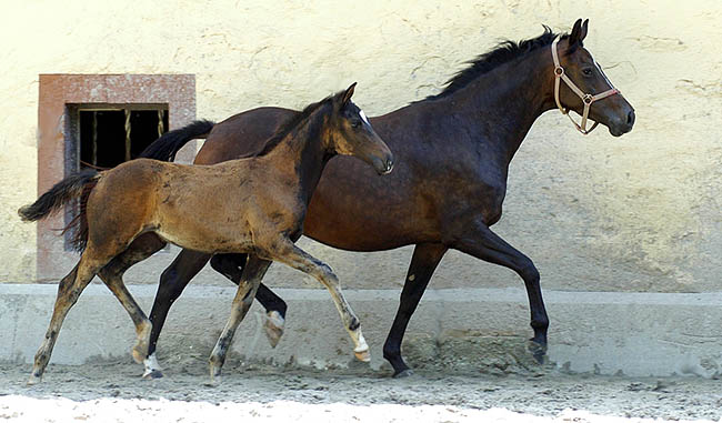 Schwalbenmärchen v. Kostolany u.d. Schwalbenfeder v. Summertime, Trakehner Gestüt Hämelschenburg