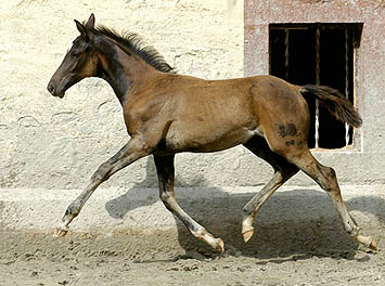 Trakehner Filly by Kostolany out of Schwalbenfeder by Summertime