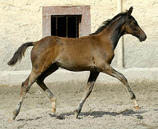 Trakehner Filly by Kostolany out of Schwalbenfeder by Summertime