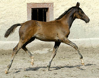 Trakehner Filly by Kostolany out of Schwalbenfeder by Summertime