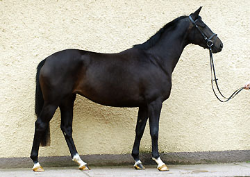 Schwalbenmärchen v. Kostolany u.d. Schwalbenfeder v. Summertime, Trakehner Gestüt Hämelschenburg