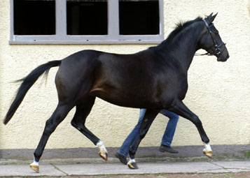 Schwalbenmärchen v. Kostolany u.d. Schwalbenfeder v. Summertime, Trakehner Gestüt Hämelschenburg