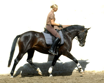 Schwalbenmärchen v. Kostolany u.d. Schwalbenfeder v. Summertime, Trakehner Gestüt Hämelschenburg