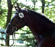 Schwalbenmagie v. Exclusiv u.d. Schwalbenfee v. Freudenfest u.d. Pr.St. Schwalbenlust v. Enrico Caruso, Foto: Beate Langels