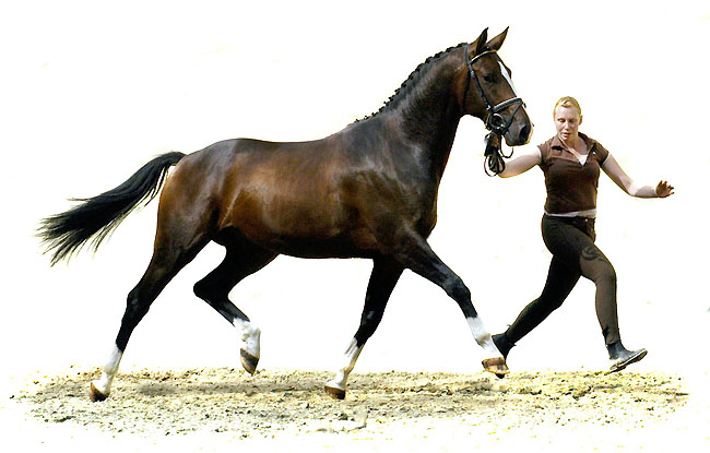 Trakehner Colt by Freudenfest out of Schwalbenflair by Exclusiv