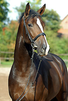 SMART & CLEVER - Trakehner Hengst von Freudenfest und der Schwalbenflair von Exclusiv, Zchter: Gestt Hmelschenburg - Beate Langels