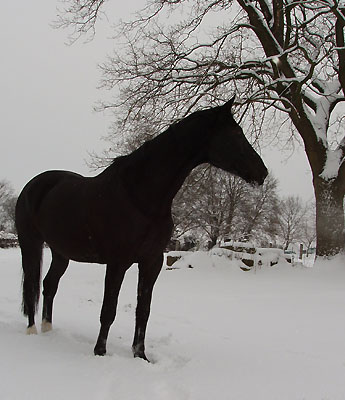 Snapper v. Kostolany