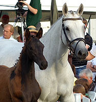 Preisspitze der Fohlenauktion: Hengstfohlen von Songline - Trocadero, Foto: Beate Langels