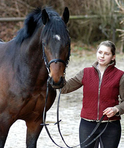 Trakehner Hengst 