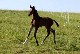 Trakehner Hengstfohlen von Saint Cyr u.d. Brianna v. Maizauber - Foto: Dagmar Hoffmann