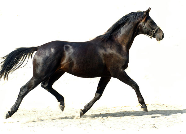 Sprintime v. Summertime u.d. Sankt Helena v. Alter Fritz im Trakehner Gestt Hmelschenburg - Foto: Beate Langels