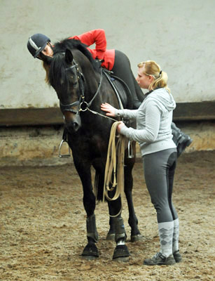 Trakehner von Meraldik u.d. Schwalbenflair v. Exclusiv