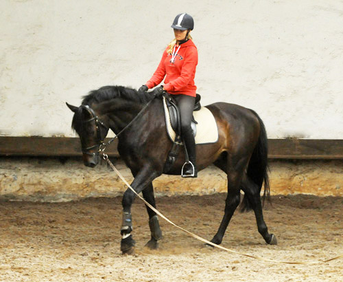 Trakehner von Meraldik u.d. Schwalbenflair v. Exclusiv