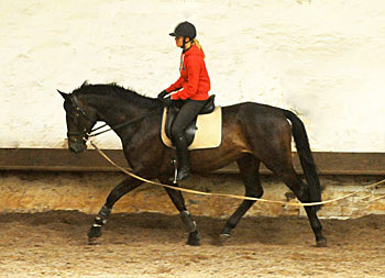 Trakehner von Meraldik u.d. Schwalbenflair v. Exclusiv