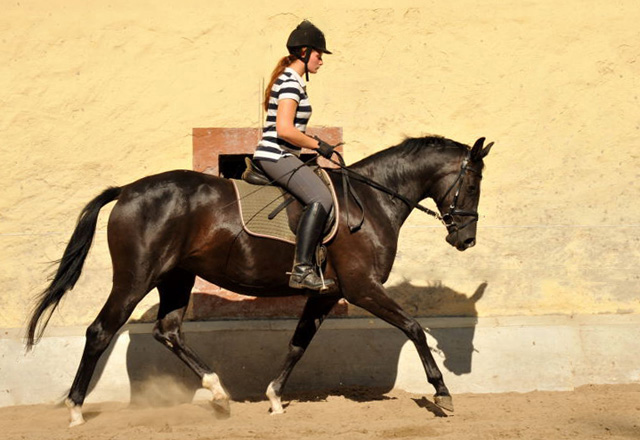 Schwalbensiegel von Kostolany u.d. Pr.,StPr. u. Elitestute Schwalbenspiel v. Exclusiv - Foto: Beate Langels - Zchter : Trakehner Gestt Hmelschenburg