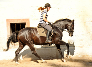 Schwalbensiegel von Kostolany u.d. Pr.,StPr. u. Elitestute Schwalbenspiel v. Exclusiv - Foto: Beate Langels - Zchter : Trakehner Gestt Hmelschenburg