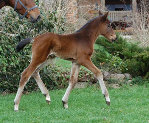 Karisteas - Trakehner Colt by Summertime - Exclusiv