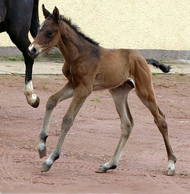 Trakehner colt by Summertime out of Greta Garbo by Alter Fritz, Gestt Hmelschenburg - Beate Langels