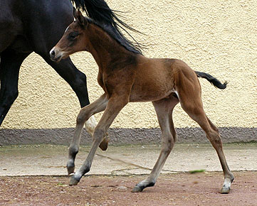 Trakehner colt by Summertime out of Greta Garbo by Alter Fritz, Gestt Hmelschenburg - Beate Langels