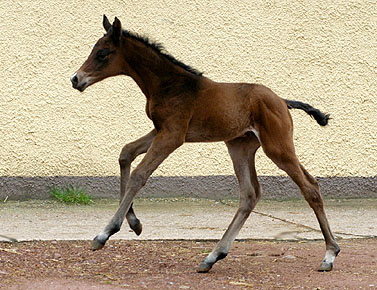 Trakehner colt by Summertime out of Greta Garbo by Alter Fritz, Gestt Hmelschenburg - Beate Langels