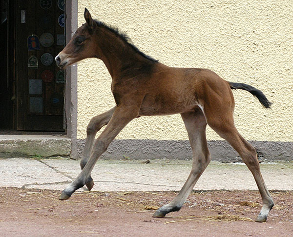 Trakehner colt by Summertime out of Greta Garbo by Alter Fritz, Gestt Hmelschenburg