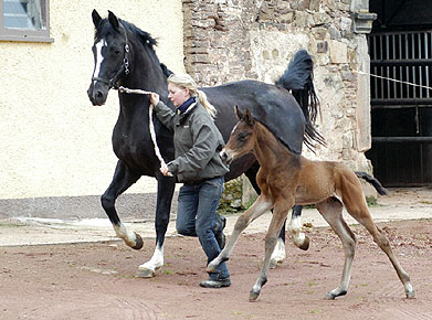 Trakehner colt by Summertime out of Greta Garbo by Alter Fritz, Gestt Hmelschenburg - Beate Langels