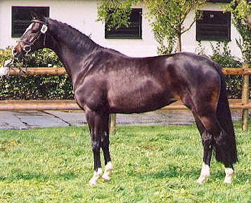 Staatsprmien- u. Prmienstute Starlet v. Alter Fritz - Kostolany, hier anllich der Stuteneintragung, Foto: A. Dohna