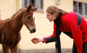 Oldenburger Filly by Summertime out of Beloved by Kostolany, Gestt Hmelschenburg - Beate Langels