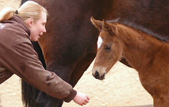 Oldenburger Filly by Summertime out of Beloved by Kostolany, Gestt Hmelschenburg - Beate Langels