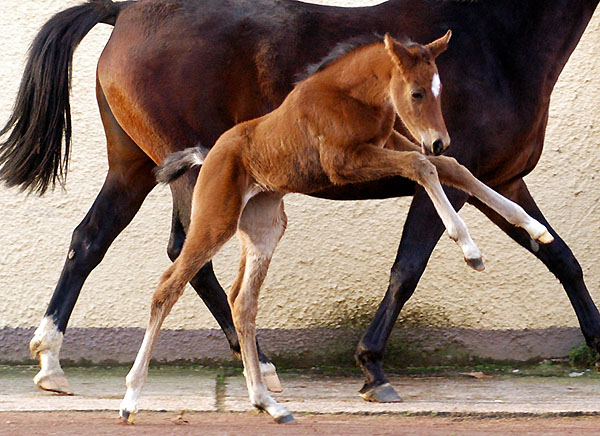 Oldenburger Filly by Summertime out of Beloved by Kostolany, Gestt Hmelschenburg - Beate Langels