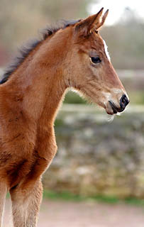 Oldenburger Filly by Summertime out of Beloved by Kostolany, Gestt Hmelschenburg - Beate Langels