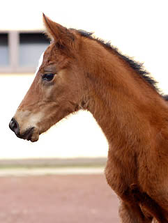 Oldenburger Filly by Summertime out of Beloved by Kostolany, Gestt Hmelschenburg - Beate Langels