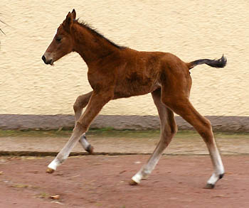 Oldenburger Filly by Summertime out of Beloved by Kostolany, Gestt Hmelschenburg - Beate Langels