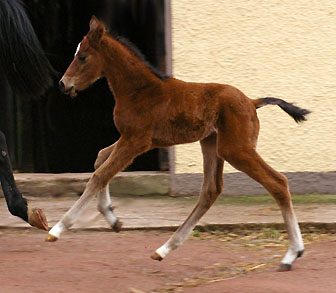 Oldenburger Filly by Summertime out of Beloved by Kostolany, Gestt Hmelschenburg - Beate Langels