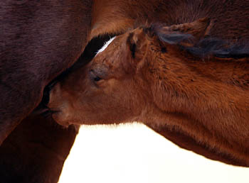 at the age of 12 hours: Oldenburger Filly by Summertime out of Beloved by Kostolany, Gestt Hmelschenburg - Beate Langels