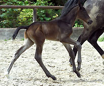 wenige Stunden alt: Trakehner Hengstfohlen von Summertime u.d. Schwalbenflair v. Exclusiv