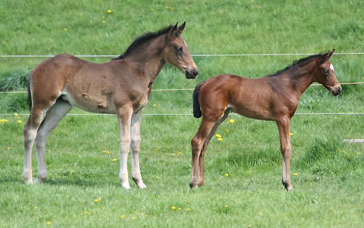 Stutfohlen von Kostolany/Schwalbenherz und Stutfohlen von Summertime/Sacre Coeur,  Zchter: Elisabeth Gilgen, Neuss