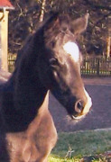 5 days old filly by Kostolany out of Escada Nigra by Anduc, Breeder: B. u. H.-J. Groß, D-Schwförden