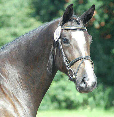 Premium-mare Sankt Helena by Alter Fritz - Exclusiv