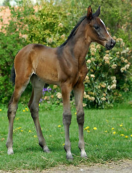 Trakehner Filly by Exclusiv out of Kaiserzeit by Summertime, Breeder: Trakehner Gestt Hmelschenburg Beate Langels