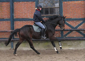 3year old mare by Summertime out of Pr.St. Kalmar by Exclusiv