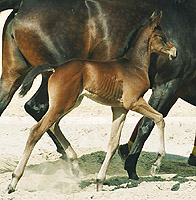 Filly by Summertime - Trocadero