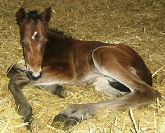 Trakehner Stutfohlen von Summertime u.d. Pr.St. Sacre du printemps, Zchter und Besitzer: Bernhard Langels, Schplitz